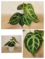 Anthurium Silver Blush