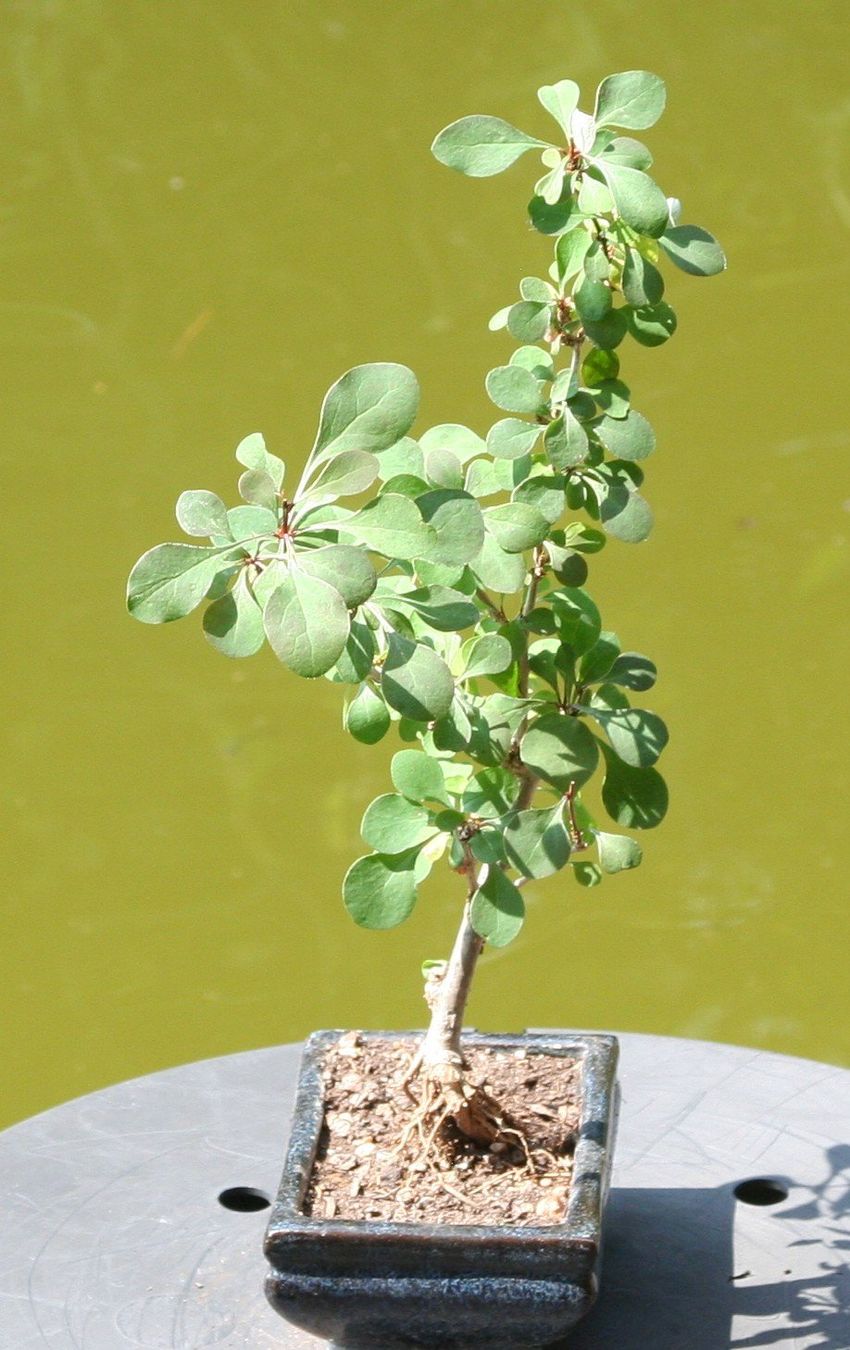 Pflanzen & Samen: BONSAI  -  Berberitze (Sauerdorn) – Gebraucht aus Gretzenbach von Sikim 1