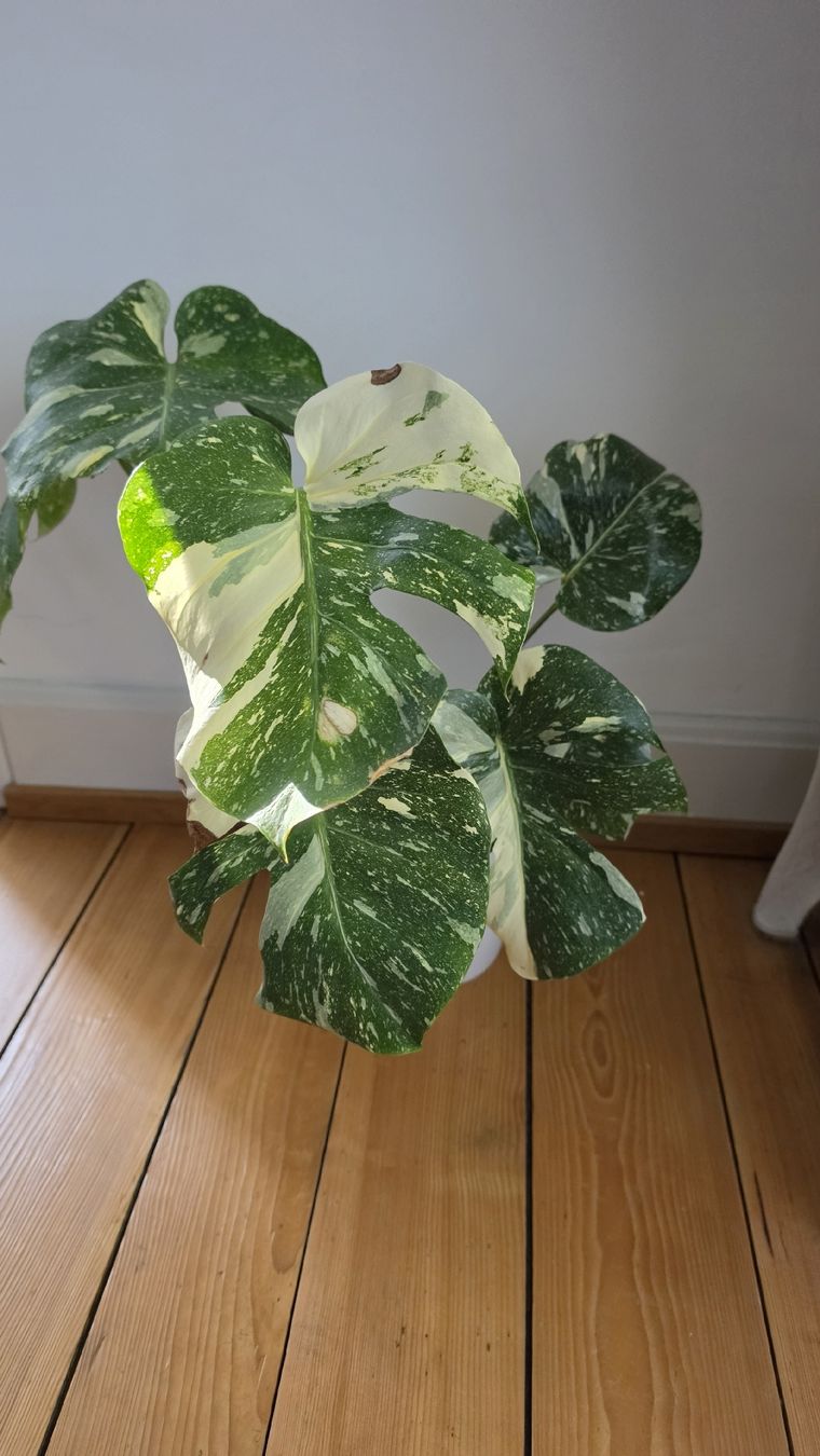 Piante & sementi: Grosse Monstera Verigata  – Usato da Hausen am Albis venduto da M.Kurz 2