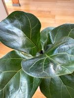 Figuette Ficus Lyrata Bambino 12 cm