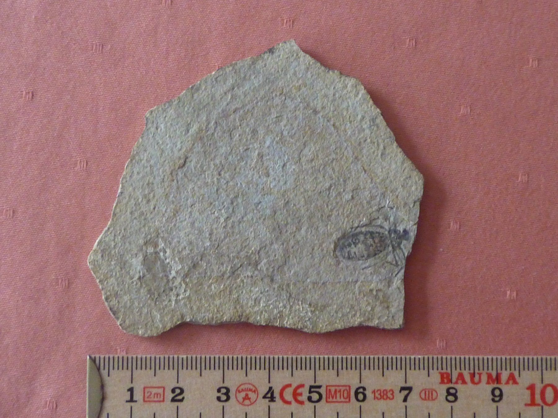 Fossili: Libelle, seltene Versteinerung – Usato da Triengen venduto da Nussbaum14 2