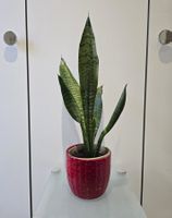 Pflanze Sansevieria / Bogenhanf 52 cm inklusive Keramiktopf