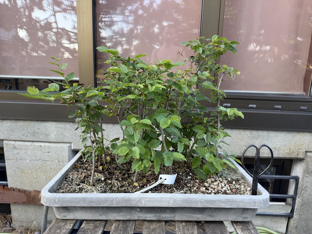 Pflanzen & Samen: Hainbuchen Pre-Bonsai Waldgruppe – Gebraucht aus Suhr von BonsaiGutzi