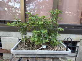Hainbuchen Pre-Bonsai Waldgruppe
