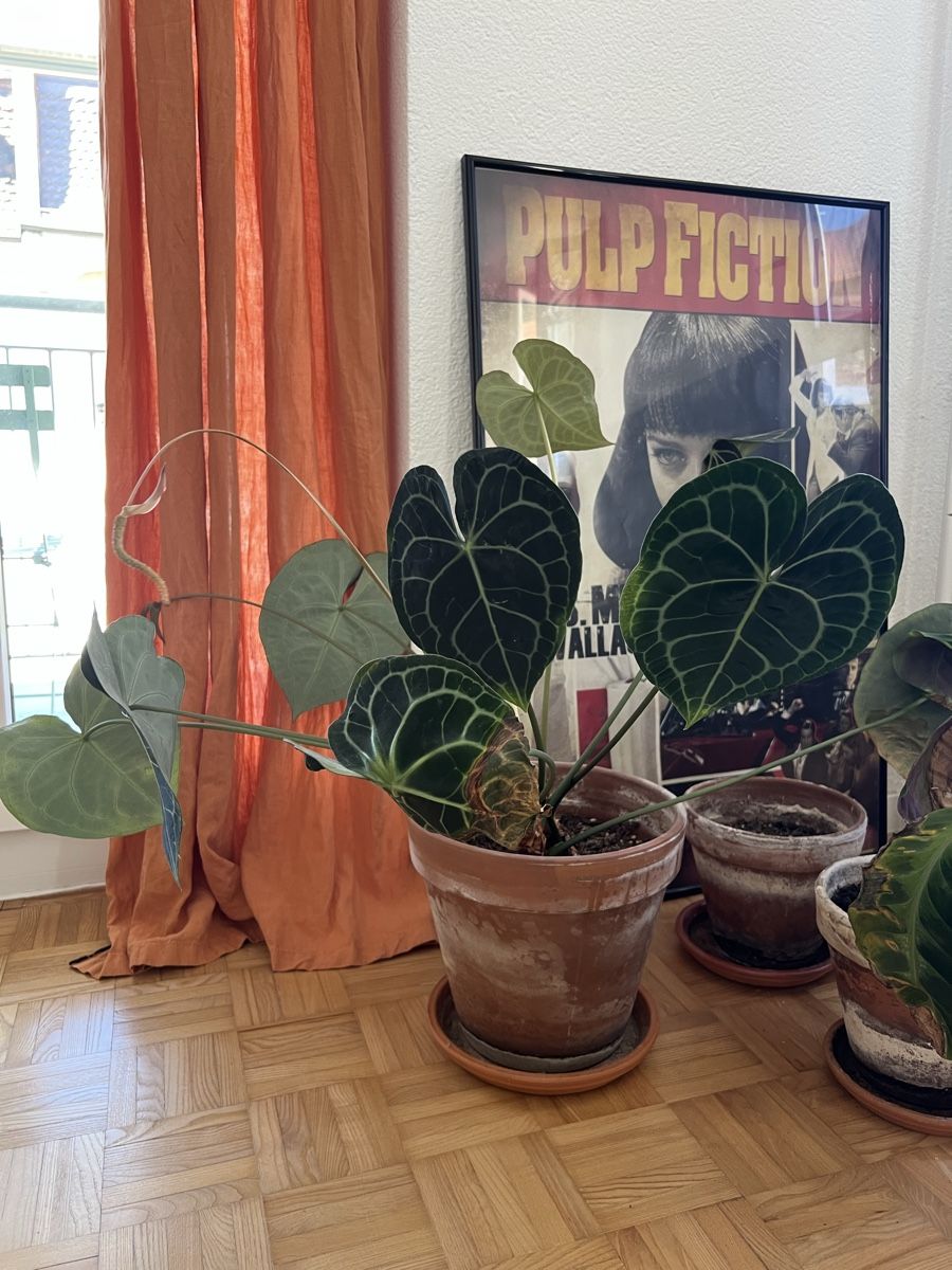 Pflanzen & Samen: Anthurium Clarinervium 2/4 – Neu (gemäss Beschreibung) aus Zürich von C_Alen 1