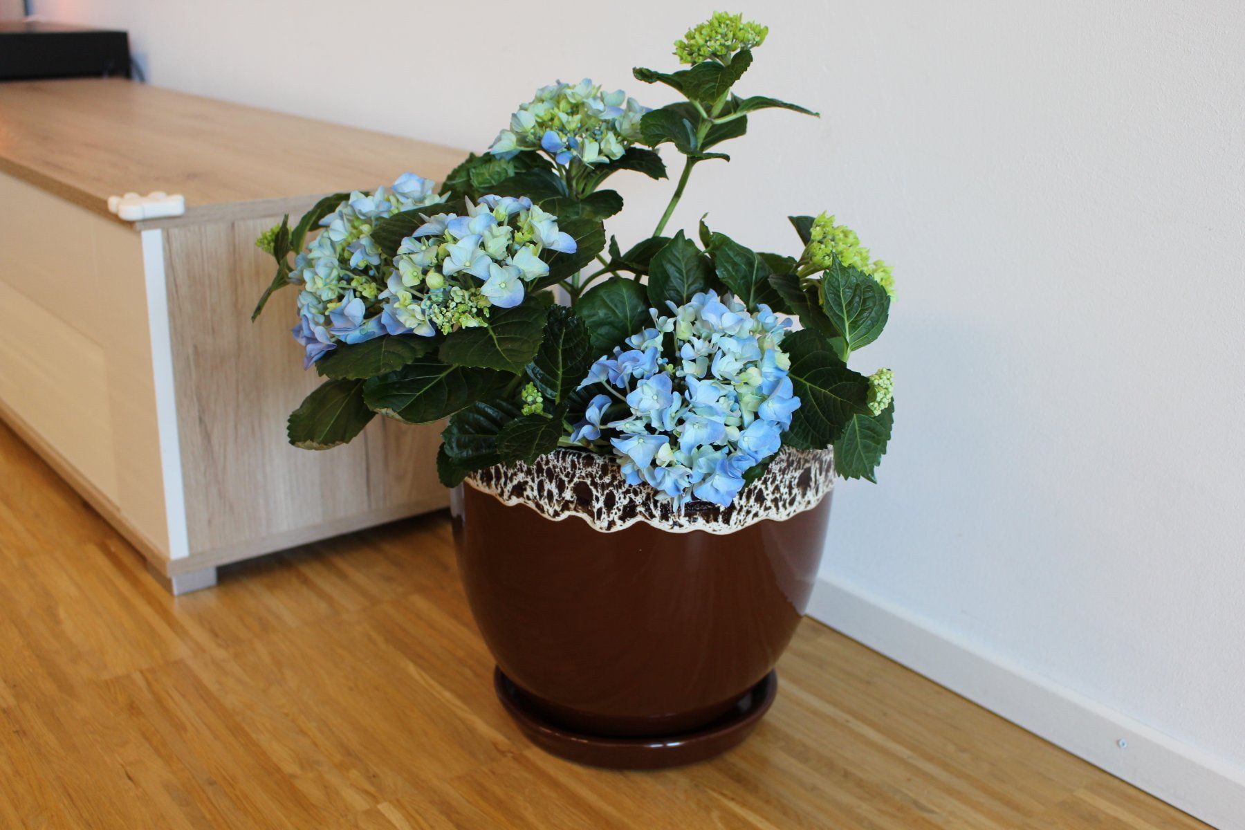 Vasi per fiori: Blumentopf/Pflanzentopf/Tontopf mit Untersetzer – Nuovo e nell'imballaggio originale da Zürich venduto da StellaKar 2