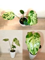 Monstera Bulbasaur