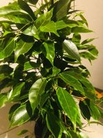XL 60-70 cm ↕️ «FICUS  BENJAMINA»‪