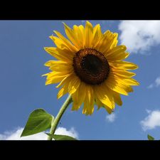 Profile image of sunflower2302