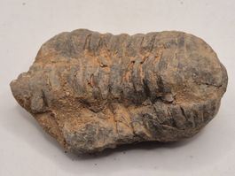 Trilobit Calymene aus Marokko (2)