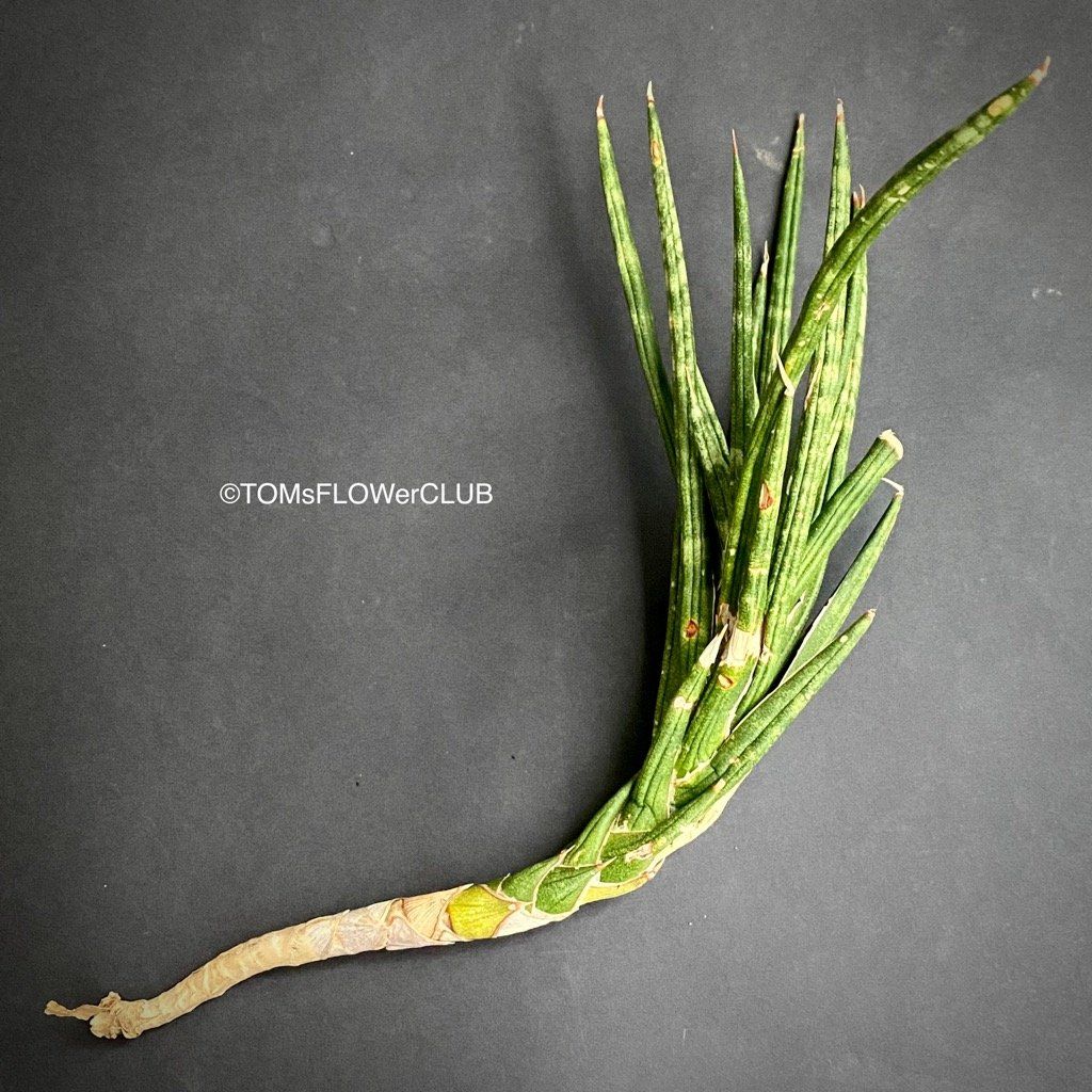 Plantes & graines: Sansevieria Francisii - einzigartig schön - oder? – Neuf avec emballage d'origine à Adliswil par astom369 9