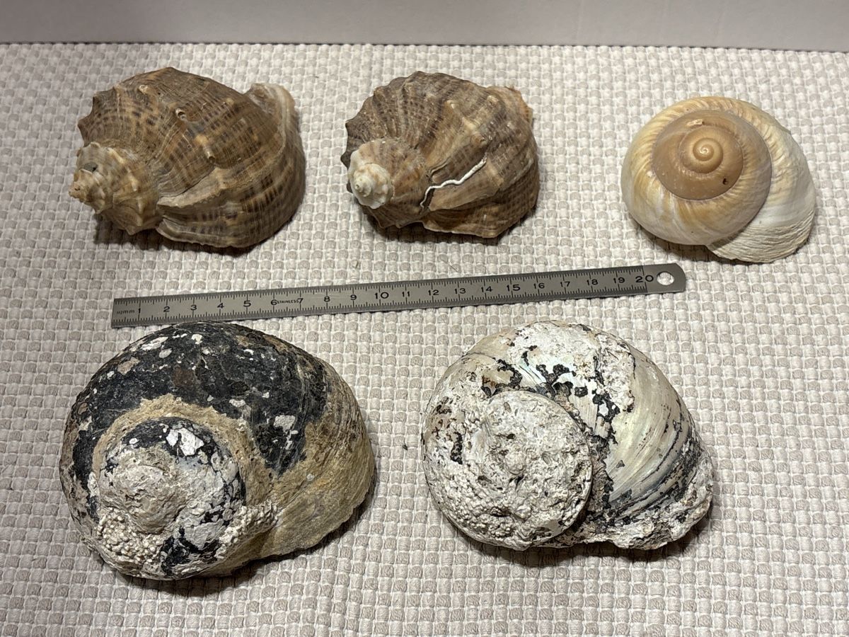 Tutte le decorazioni: 5 grosse Muscheln – Usato da Rümlang venduto da resale35