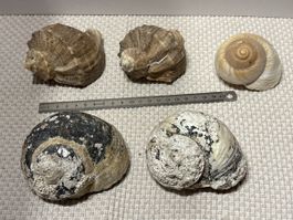 5 grosse Muscheln