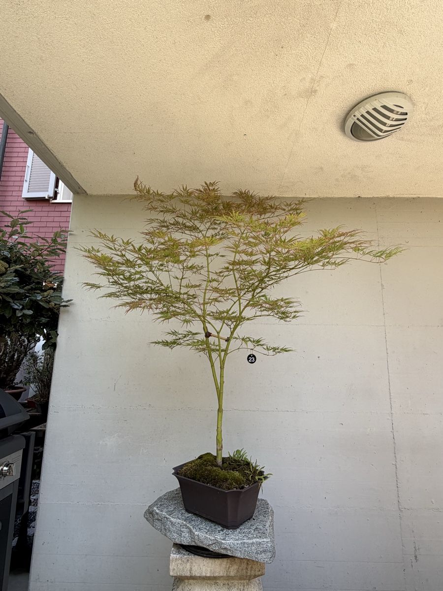 Piante & sementi: Japanischer Schlitzahorn  – Usato da Gossau SG venduto da SolitariusBotanica 2