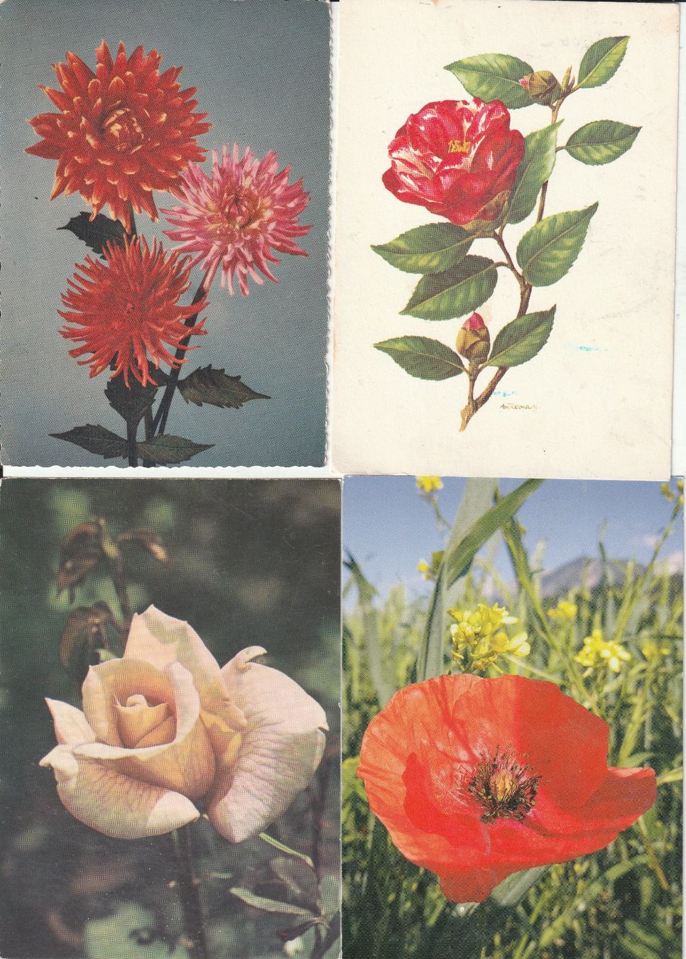 Ansichtskarten: 36 Scöne Blumenkarten – Gebraucht aus Lumbrein von made02 5