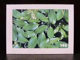 MIGROS MANIA Nature Detectives Nr. 148