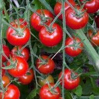 50 Samen GARDENERS DELIGHT Kirschtomate