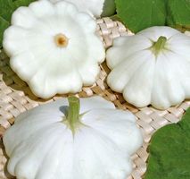 Ab 5.- fr 5 Samen PATISSON WEIß   5 Graines PATISSON blanc‪