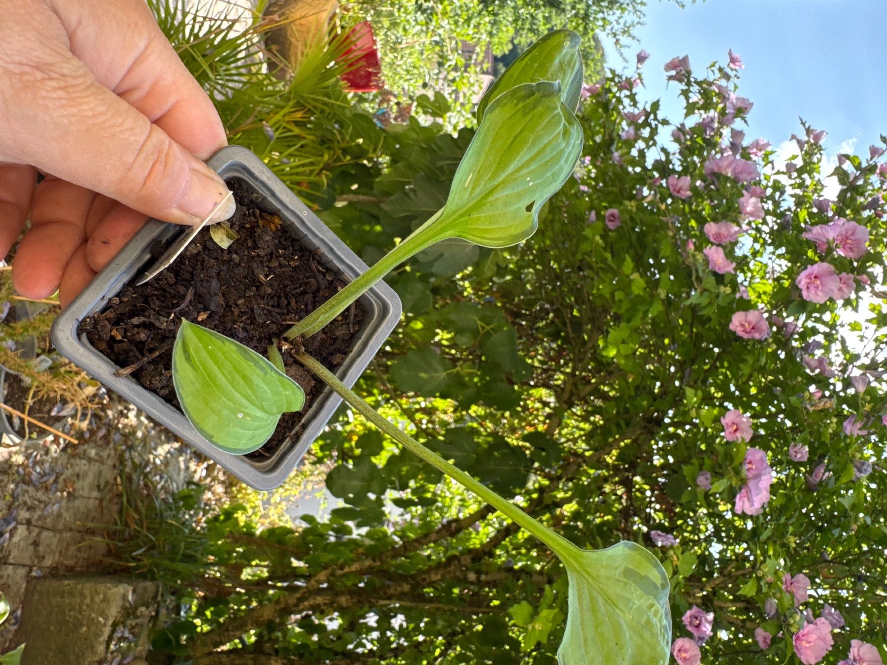 Pflanzen & Samen: Hosta Green With Envy 4 – Gebraucht aus Lajoux JU von Briard0 1