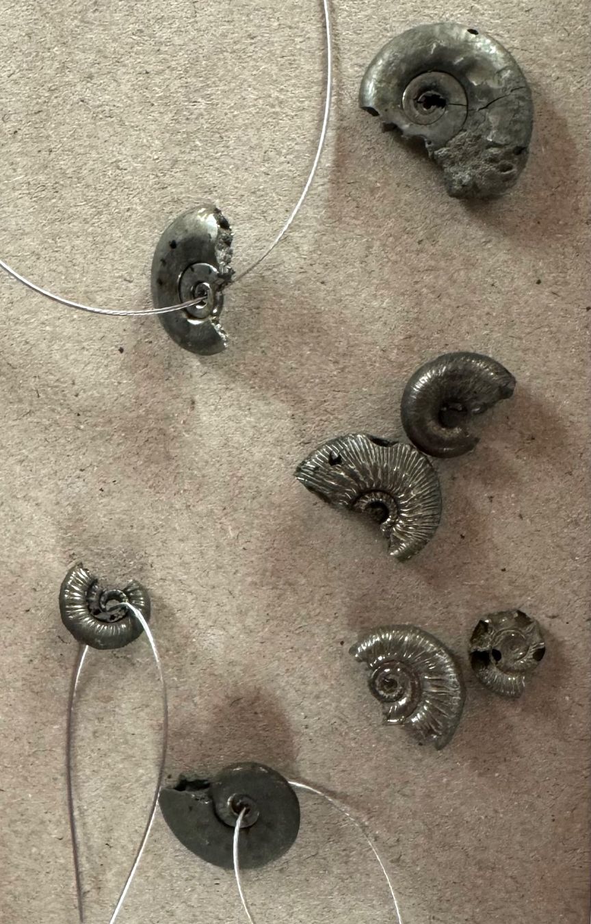 Fossili: Ammoniten Pyritisiert      Restposten  winzig !!!     defect – Difettoso da Leuggern venduto da gemshow