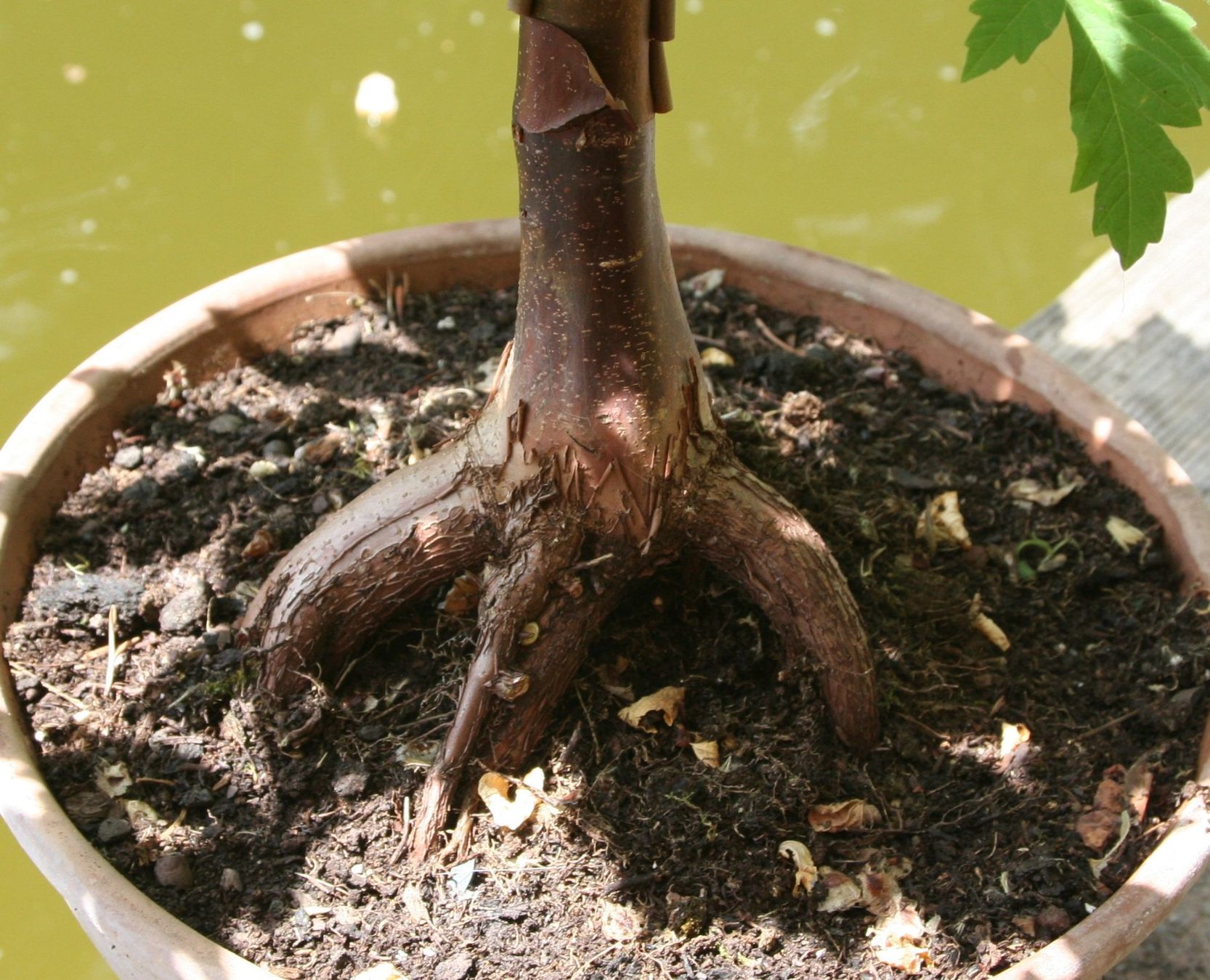 Piante & sementi: BONSAI  -  Zimt-Ahorn – Nuovo (secondo la descrizione) da Gretzenbach venduto da Sikim 3