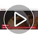 Coltelli da cucina: Brotmesser 20 Klinge Handschutz Langlebiges – Nuovo e nell'imballaggio originale da Hundwil venduto da pac_6jh8 7