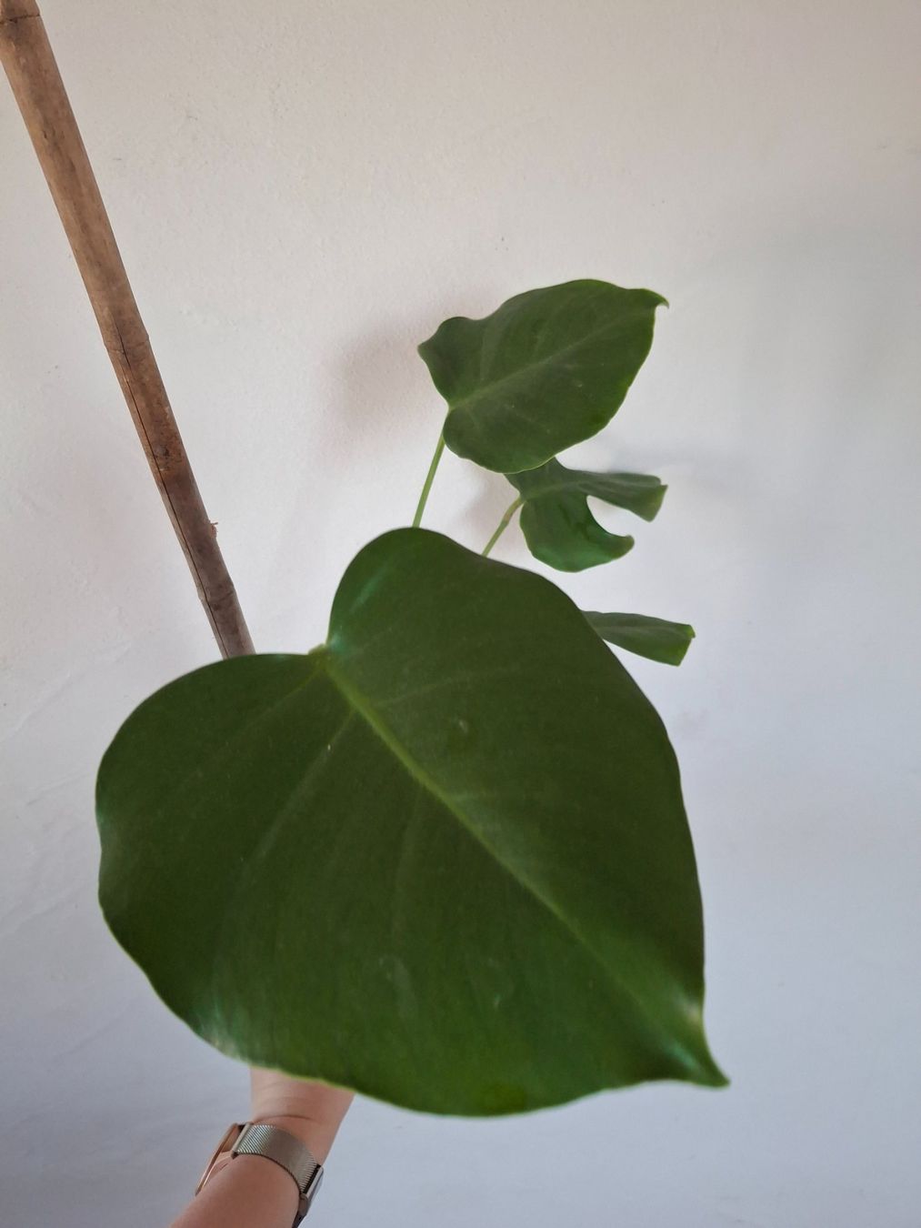 Piante & sementi: Monstera deliciosa/Fensterblatt – Nuovo (secondo la descrizione) da Wila venduto da mal_e_na 3