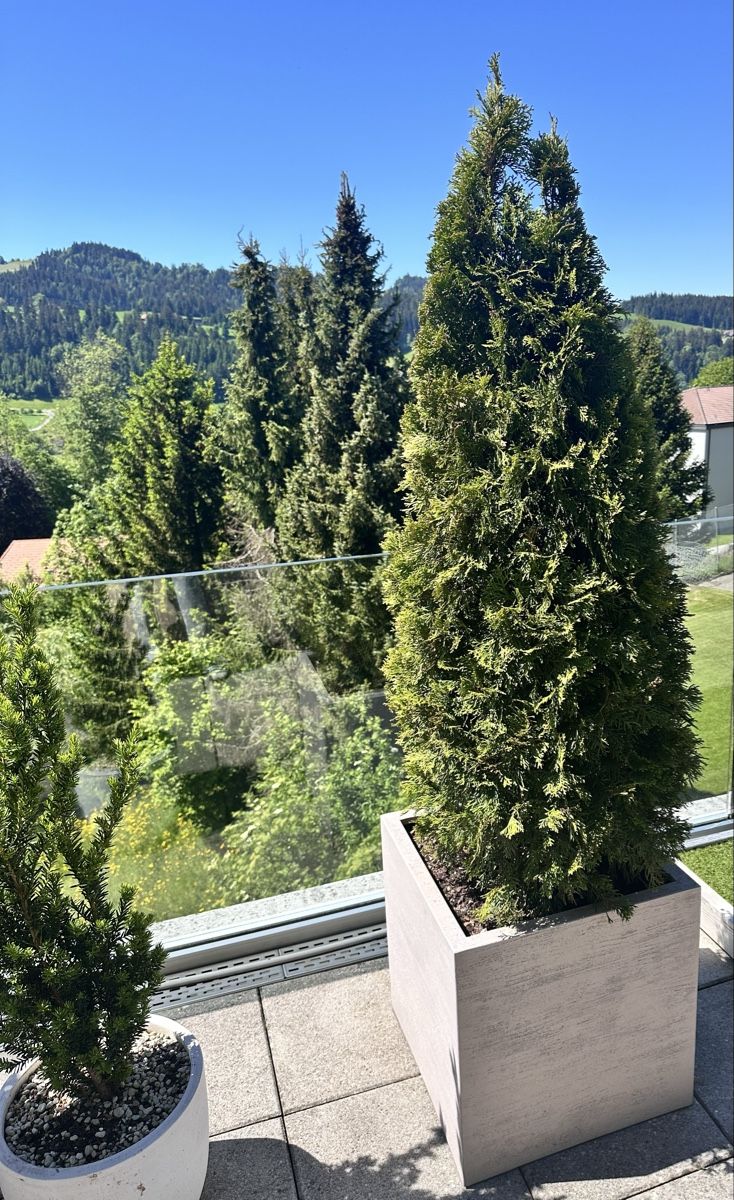 Piante & sementi: Thuja Lebensbaum inkl. Topf – Nuovo (secondo la descrizione) da Langnau i. E. venduto da Laleee 1