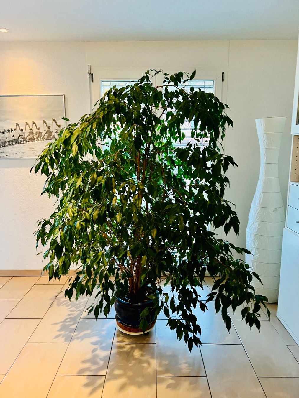 Pflanzen & Samen: Ficus Benjamina - schöne grosse Zimmerpflanze – Gebraucht aus Wetzikon ZH von  2