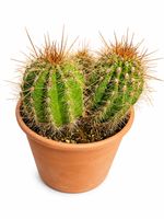 🌵 Wunderschöner großer Kaktus – seltene, mehrtriebige Pflan
