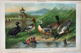 Chromolithographie um 1895, Enten