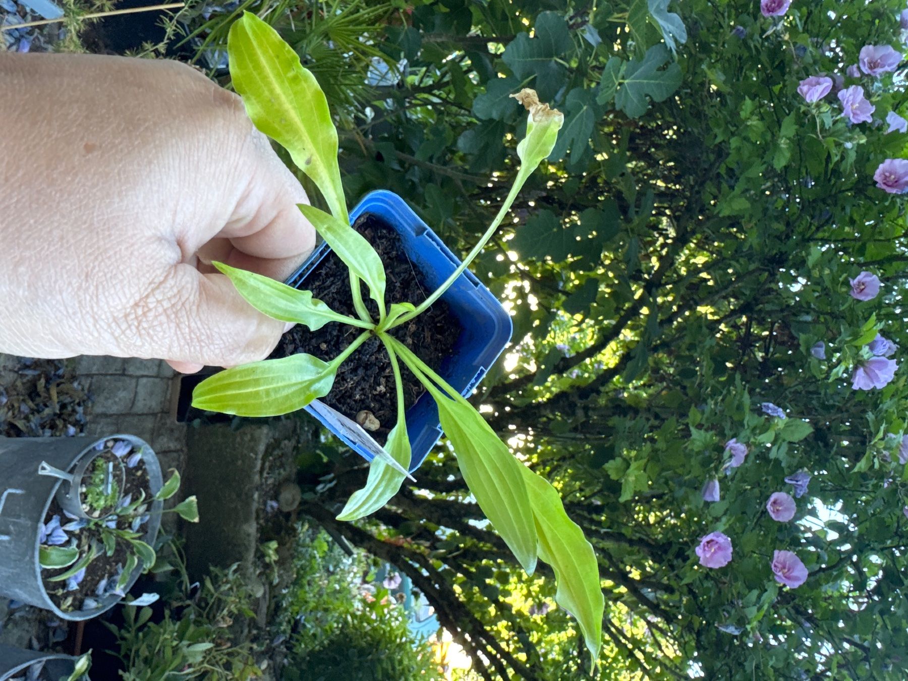 Piante & sementi: Hosta dragon tails 4 – Usato da Lajoux JU venduto da Briard0 1