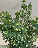 STRAHLENARALIE - SCHEFFLERA - HEPTAPLEURUM