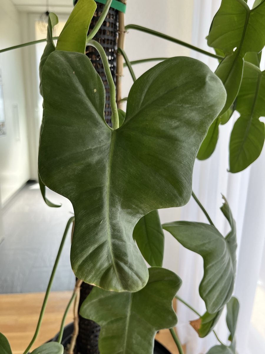 Piante & sementi:  Philodendron violin – Usato da Uster venduto da ke114 1