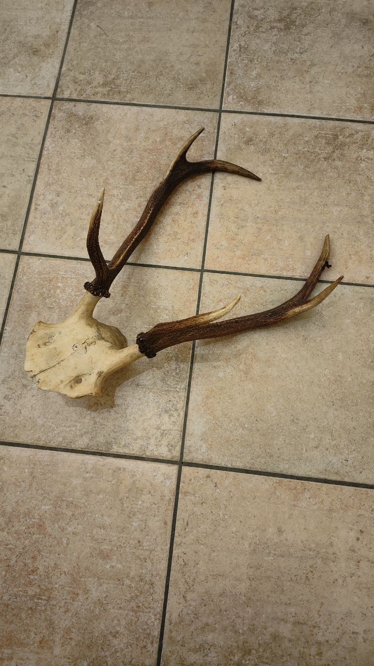 Trophée De Chasse – Cerf – Natural – Occasion