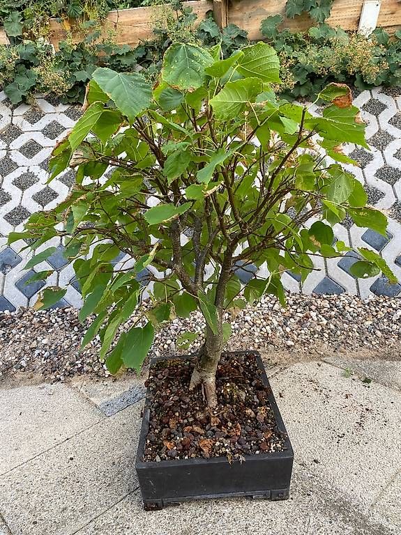 Pflanzen & Samen: Bonsai Linde mit Original-Bonsaischale – Gebraucht aus Allenwinden von guetzli20 1