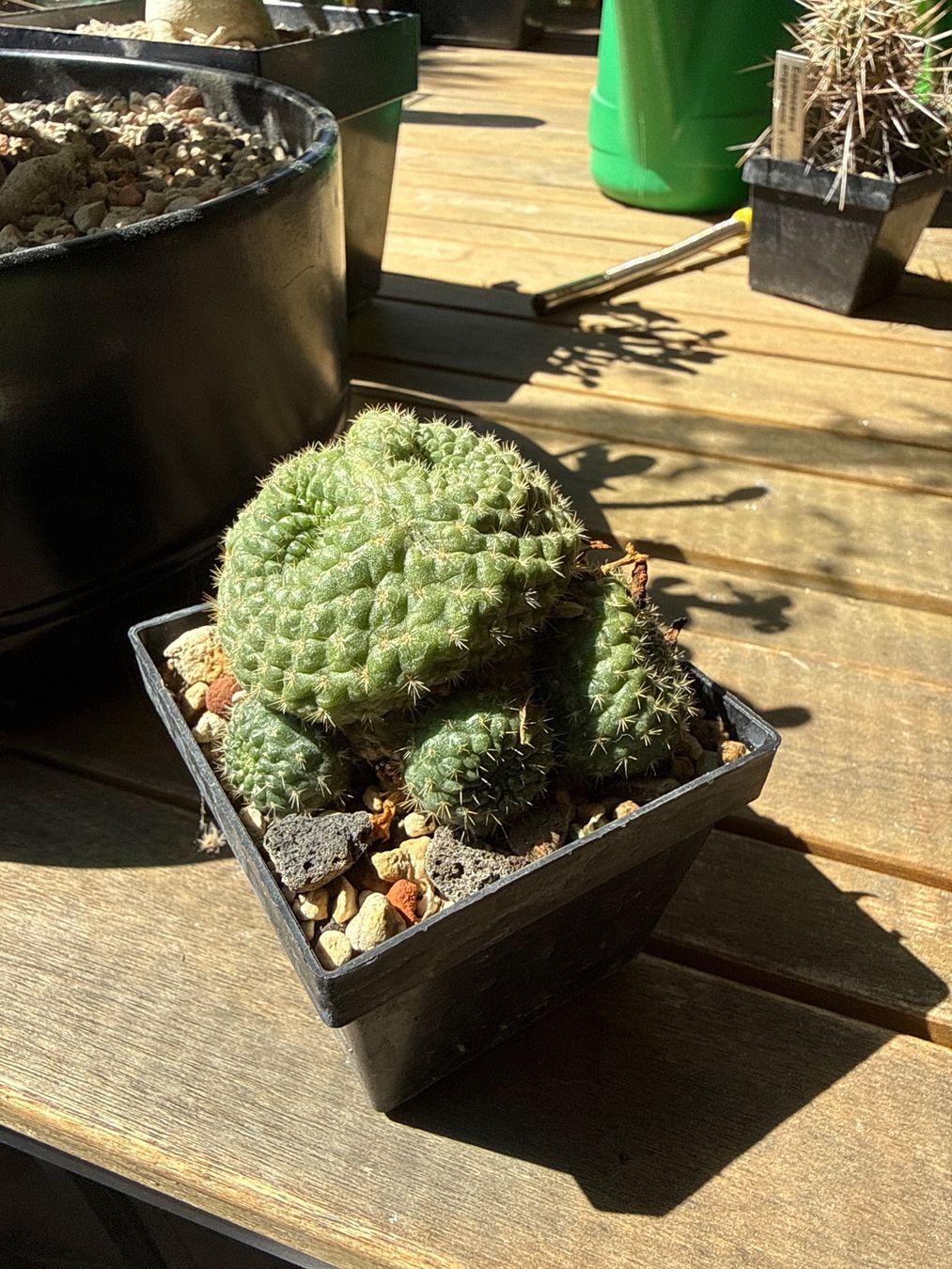 Piante & sementi: Rebutia – Usato da Rorbas venduto da SimS0n 5
