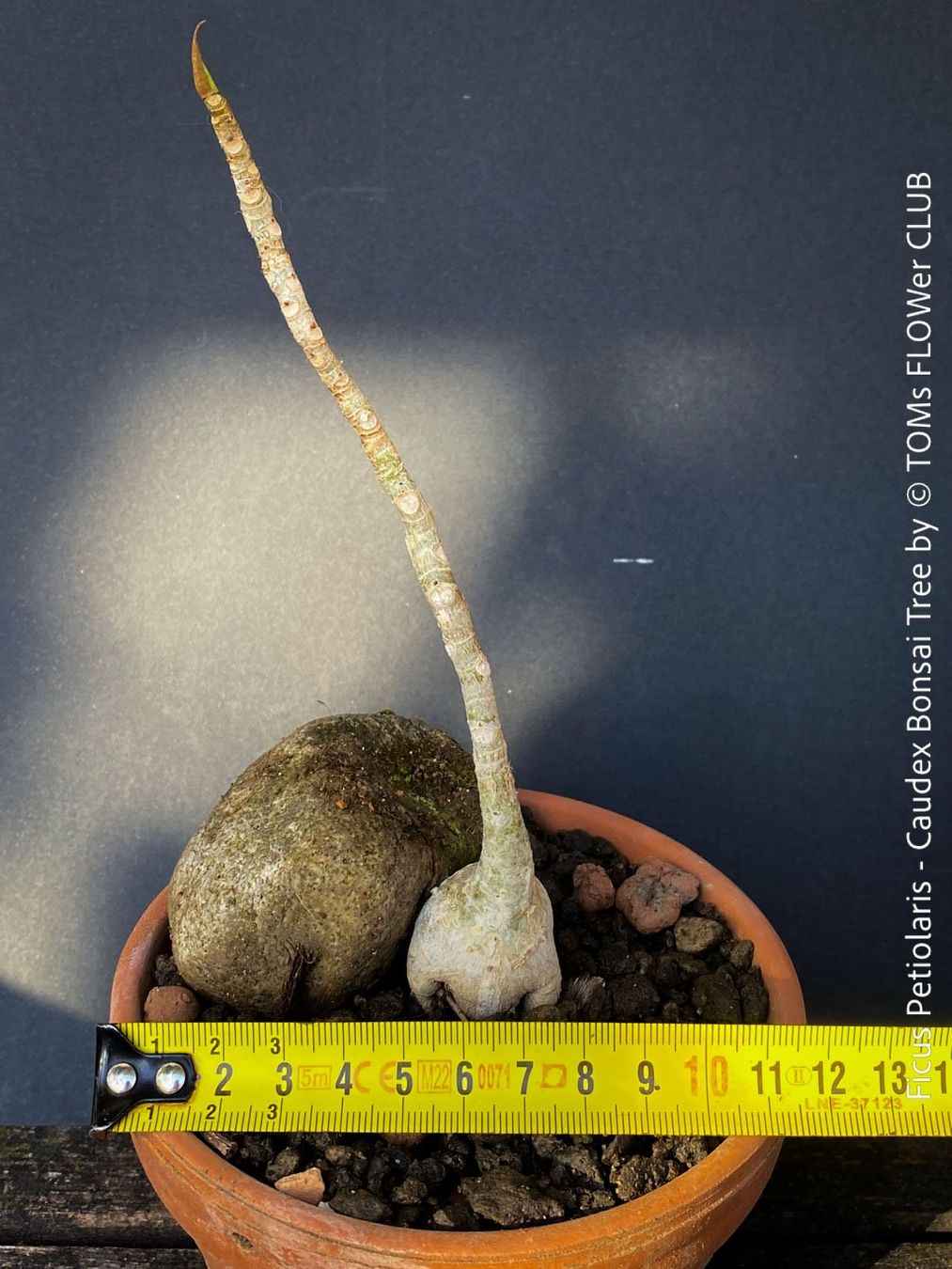 Piante & sementi: Ficus Petiolaris - Steinfeige in der Bonsai Schale – Nuovo e nell'imballaggio originale da Adliswil venduto da asTOMas963 7