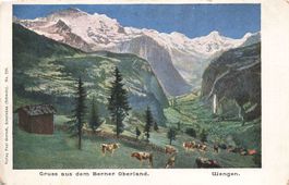 Interlaken BE Berner Oberland Wengen Talansicht mit Kühen