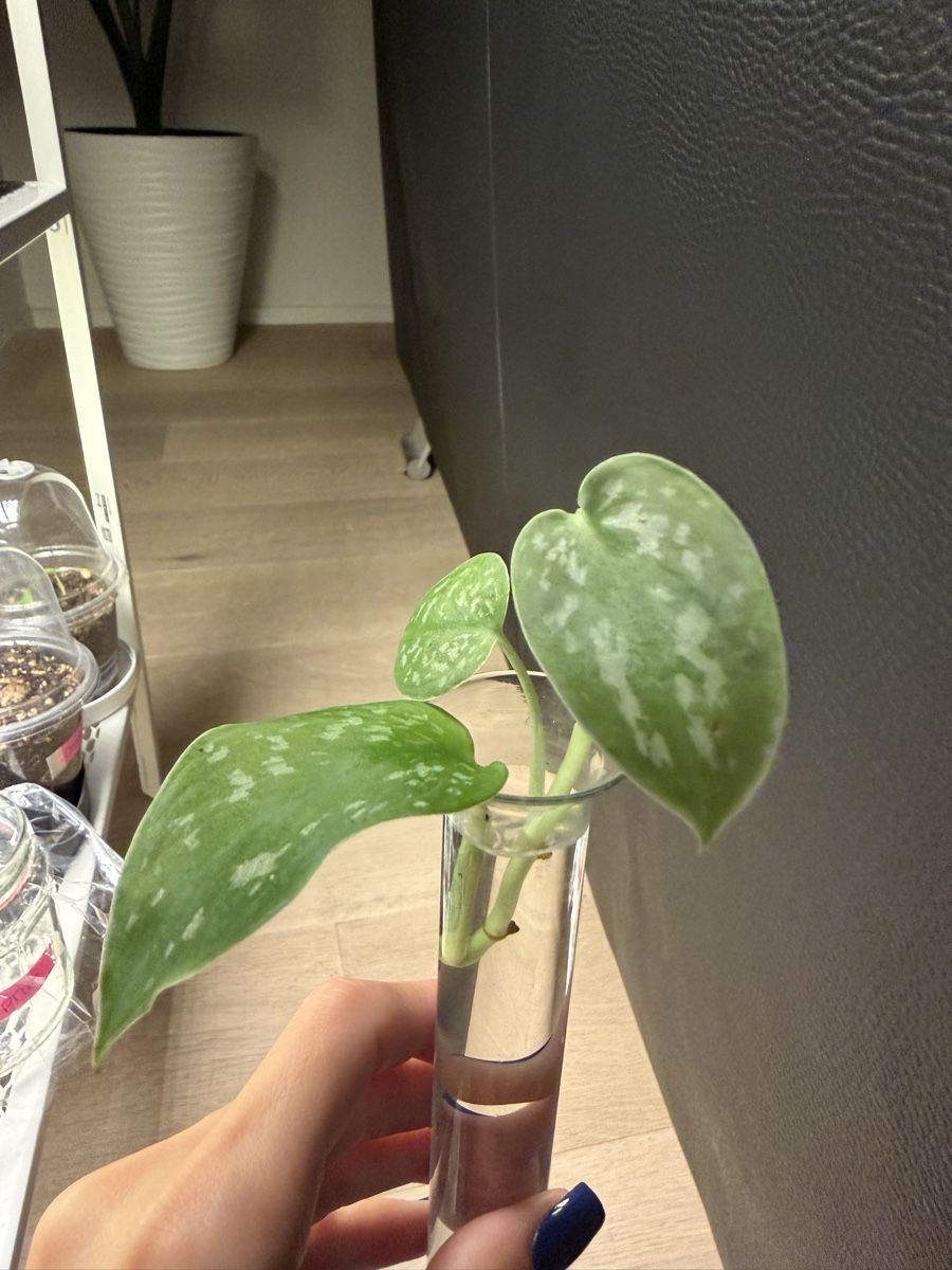 Plantes & graines: Scindapsus pictus schöne bewurzelte Stecklinge – Neuf avec emballage d'origine à Wikon par alessiadacosta7 2