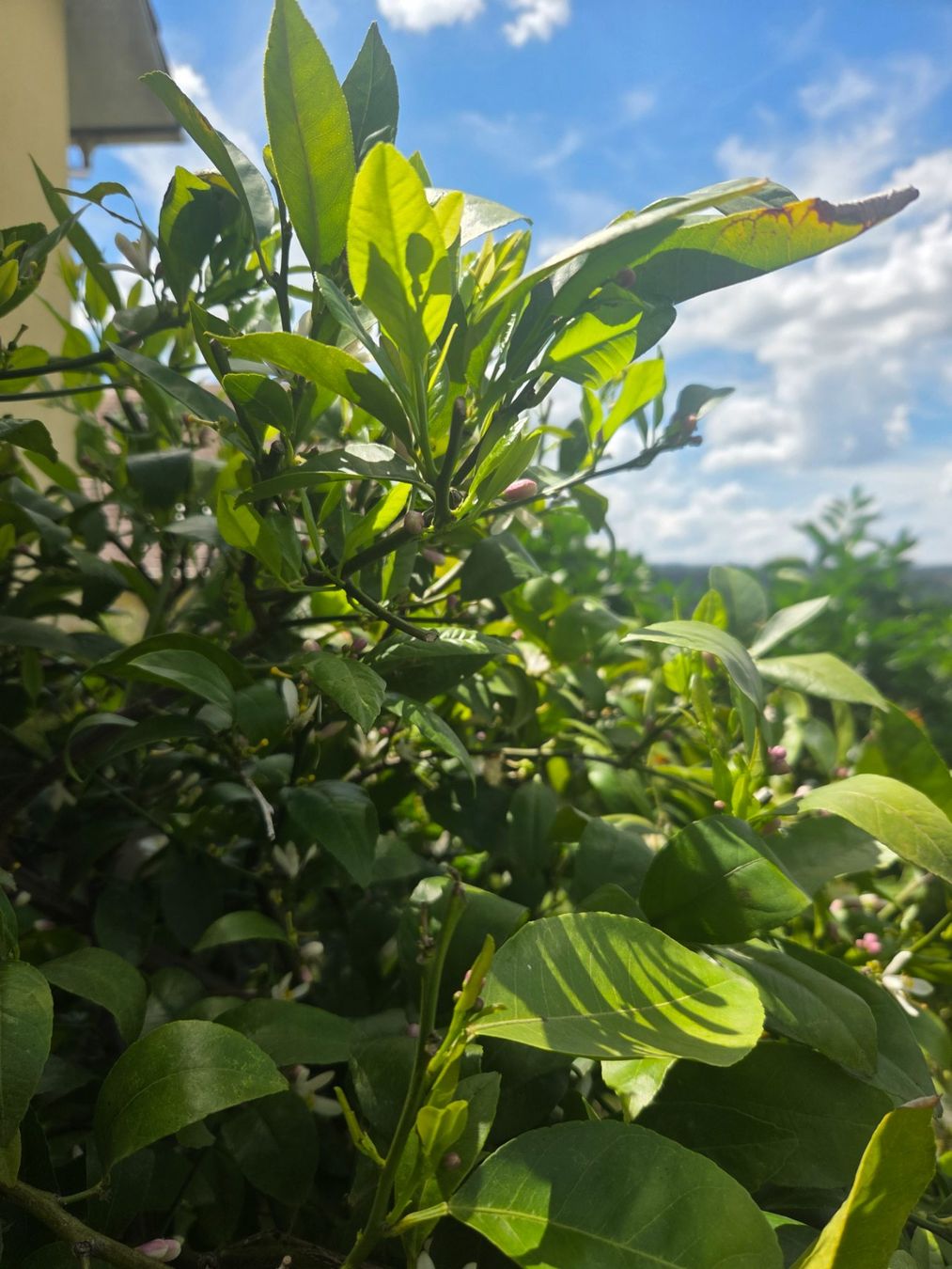 Plantes & graines: zitrus mandarine baum 1m80 mit blüte – D'occasion à Unterlunkhofen par tomnova 6