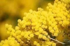 MIMOSA D'HIVER ! SUPERBE BOULES D'OR 10g