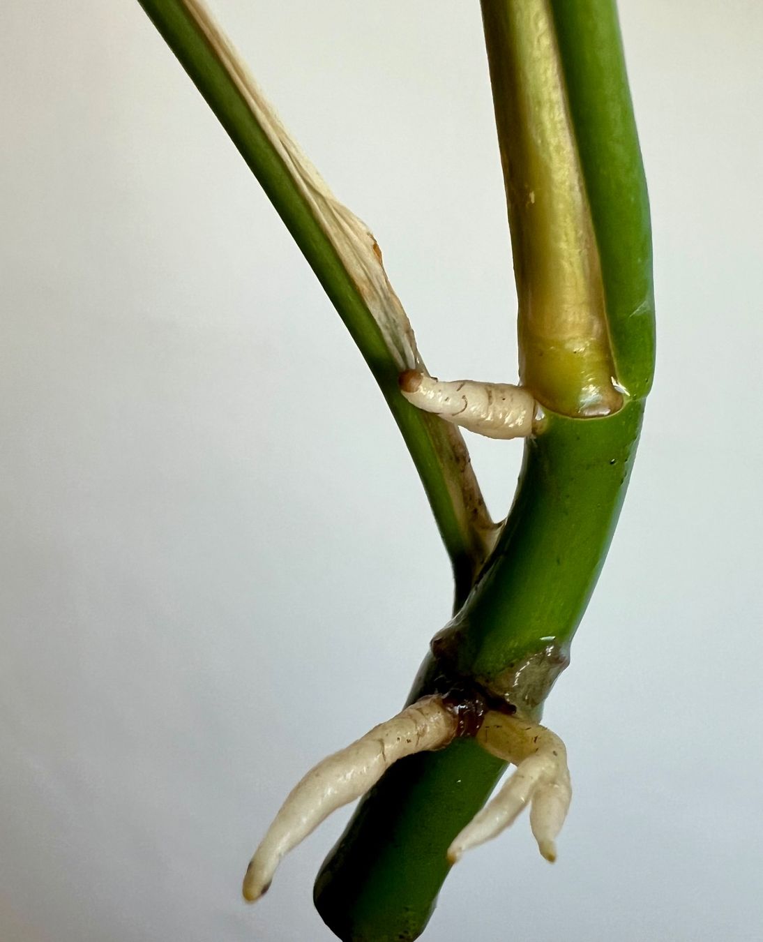 Piante & sementi: Monstera minima Kopfsteckling😍 – Usato da Glattpark(Opfikon) venduto da ste_n99y 5