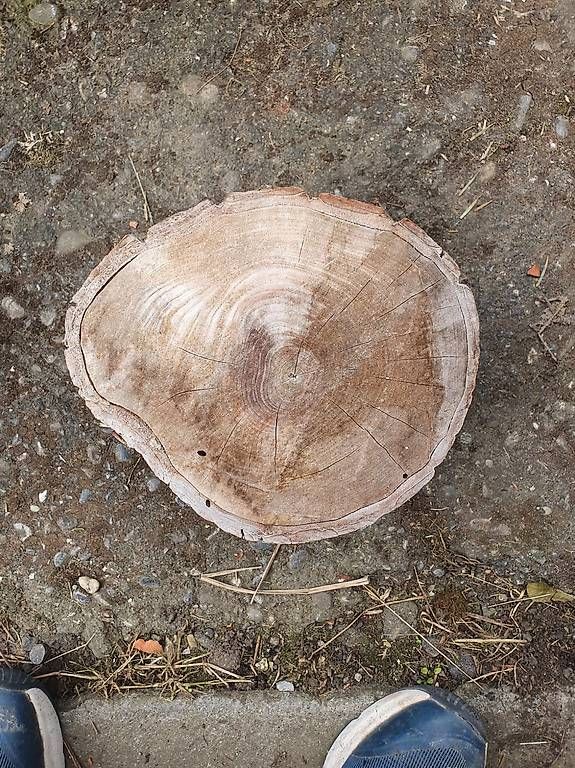 Articoli in legno: Baumstammscheiben Esche – Usato da Thun venduto da noah_5fyb 2
