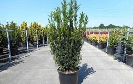 Taxus baccata 100-125cm