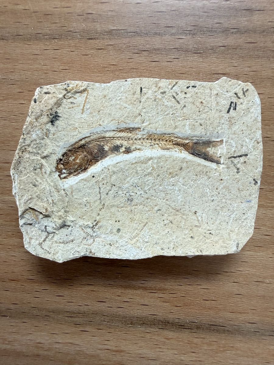Fossili: Fossiler Fisch – Usato da Grenchen venduto da Bastet007