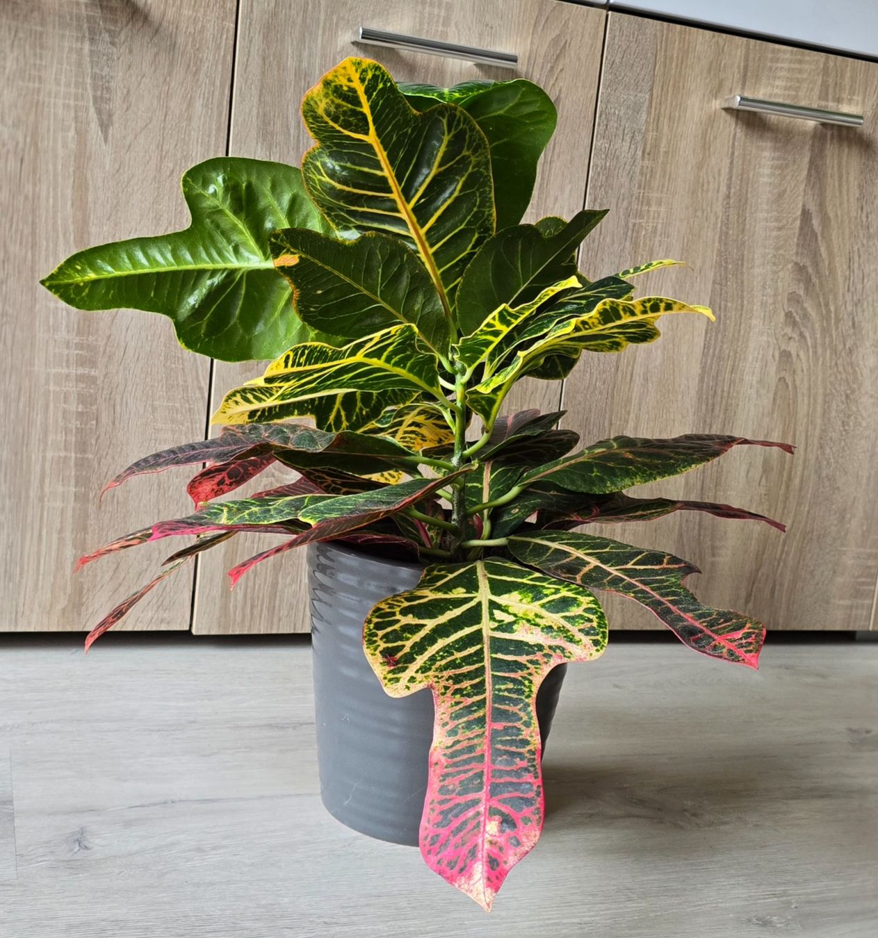 Piante & sementi: Schöne Zimmerpflanze Kroton - Codiaeum variegatum – Nuovo (secondo la descrizione) da Aarburg venduto da Glitzerschein 1