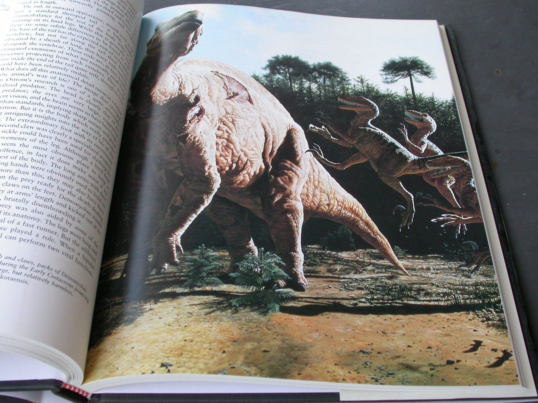 Libri: Dinosaur – Usato da Zürich venduto da Marcel6887 6