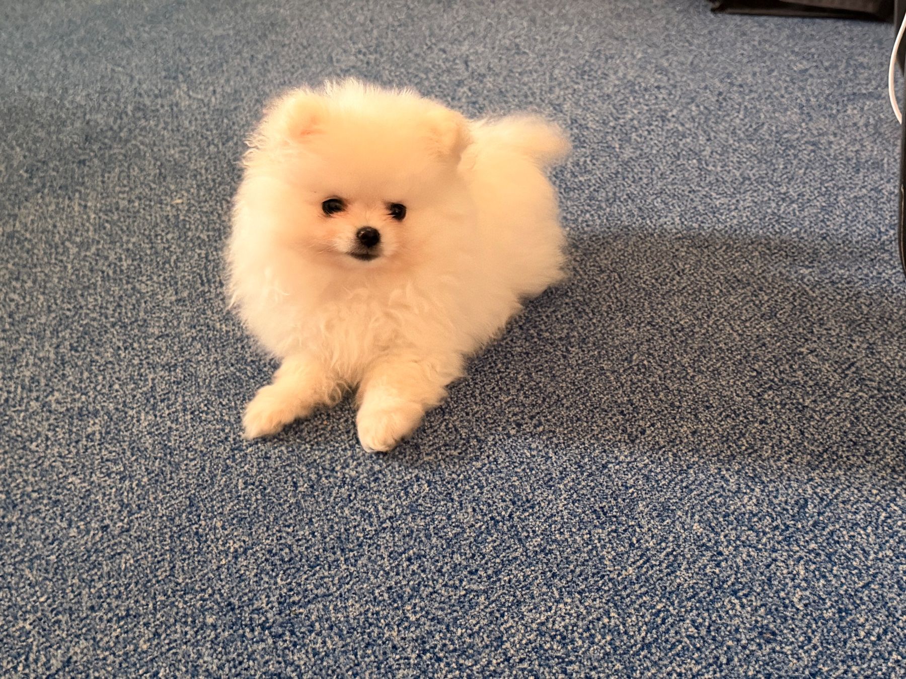 Cucce & Letti: Pomeranian Welpe weiss – Usato da Rothrist venduto da sab_9vhn 2