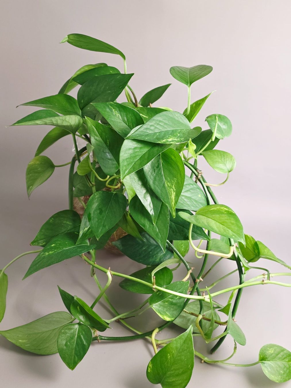 Piante & sementi: Epipremnum aureum / Efeutute Steckling – Nuovo (secondo la descrizione) da Gerolfingen venduto da Azora